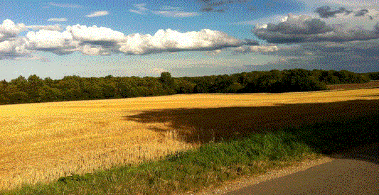 Panic Ploughing: Understanding Its Impact on Wildlife