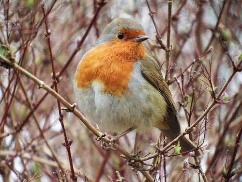 Night-Singing Birds: Species and Their Songs - Haith's