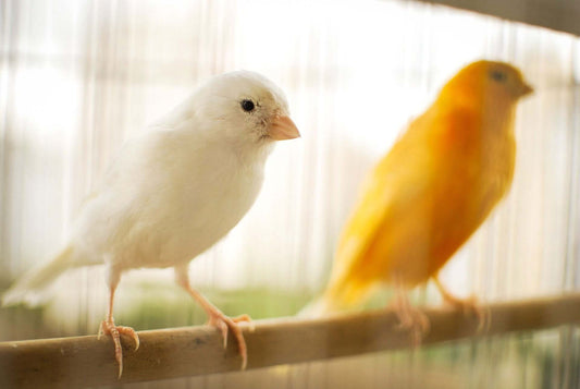 October Birdroom Tips: Caring for Canaries - Haith's