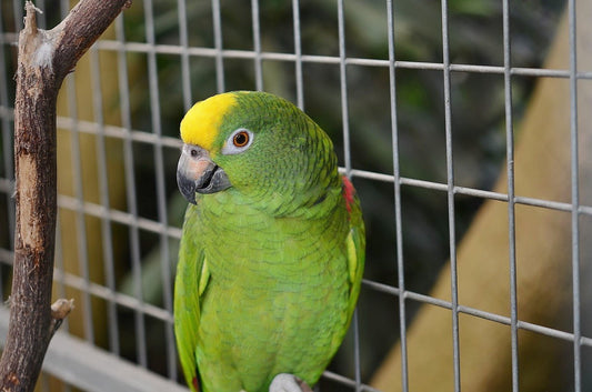 Pet Birds - Everything You Need to Know - Haith's