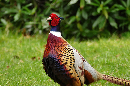 Ring necked Male pheasant in the park.