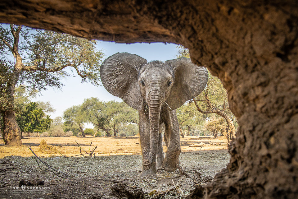 Elephant stood next to tree