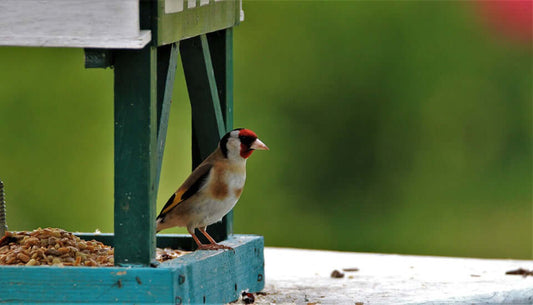 Potential use of bird tables and feeders to monitor wild bird populations and their behaviour - Haith's