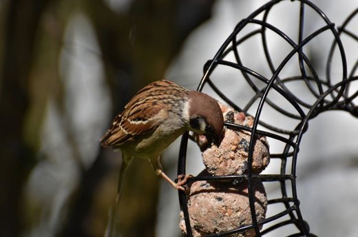 Preventing Disease Spread in Garden Birds - Haith's