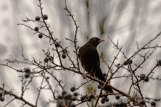 Recognising Signs of Illness in Garden Birds - Haith's