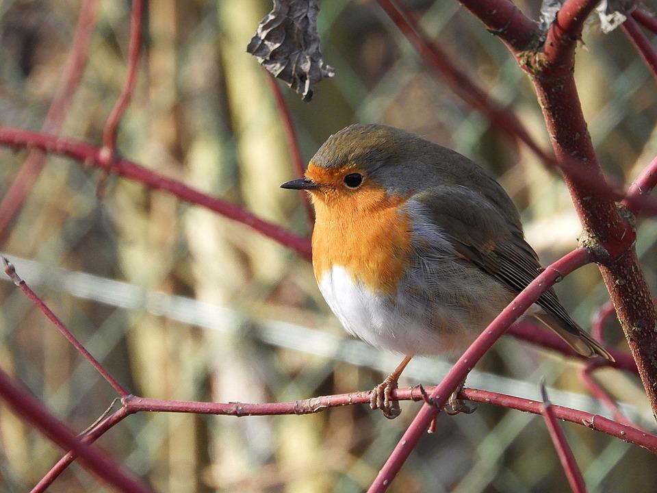 Image of a robin on a branch