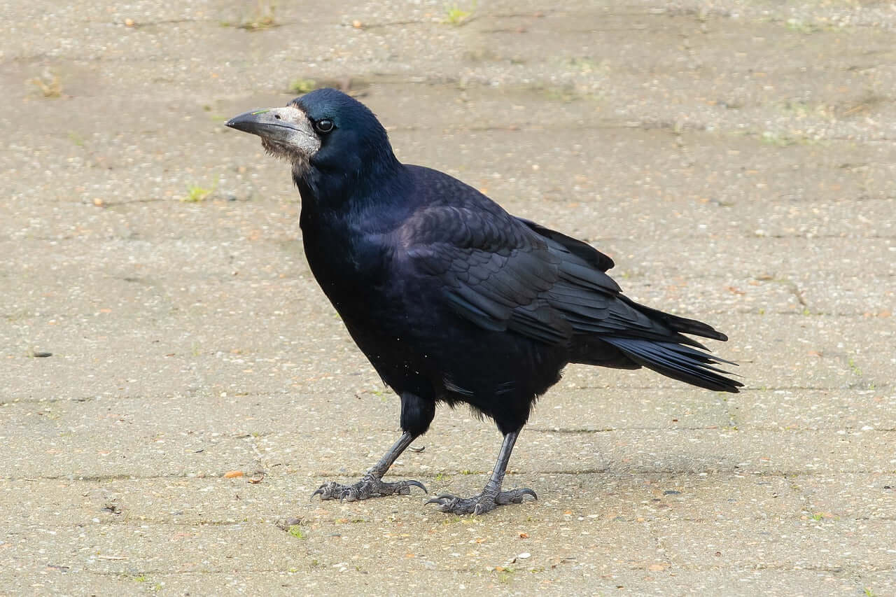 Infant Rook The Rook |Haith's wildlife blogs