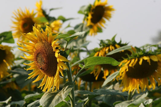 Shelled vs Unshelled Sunflower Seeds for Garden Birds: Which Is Best? - Haith's UK