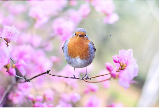 Should You Stop Feeding Garden Birds? What Vets Are Saying Now - Haith's UK