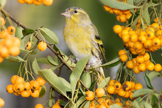 Siskin a small finch.