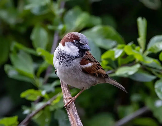 Sparrow: Identification and Behaviour - Haith's