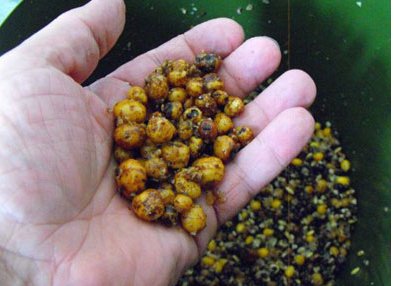 Spomb and Spod Mixes: Effective Recipes for Carp Fishing - Haith's