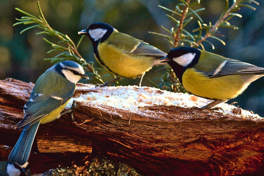 Summer Garden Birds - A Guide to What You Can See - Haith's UK