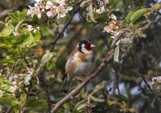 Goldfinch in tree