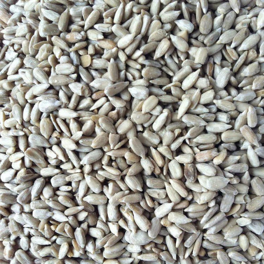 Sunflower Hearts as Carp Bait Part 1: Benefits and Methods - Haith's