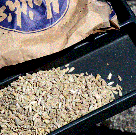 De husked sunflower hearts for fishing bait