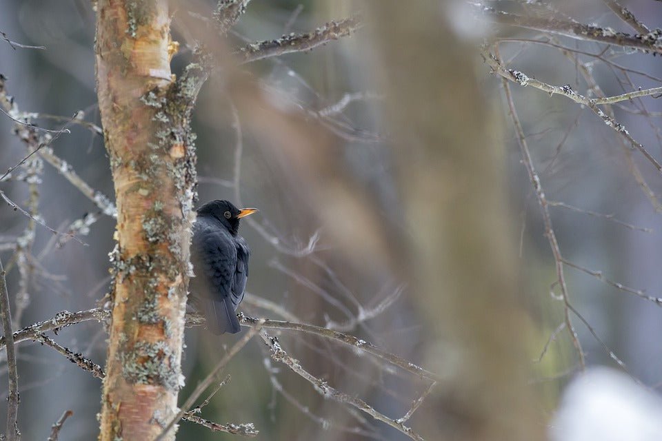 Supporting Wild Birds: How to Feed Them in February - Haith's