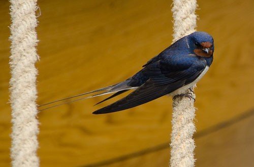 Swallow Bird: Identification, Behaviour and Feeding Tips - Haith's UK