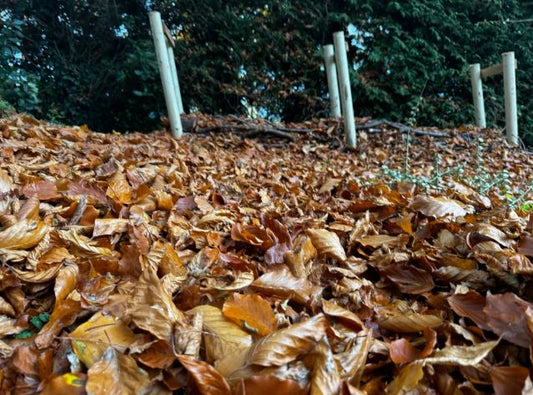 swept up leaves in garden for insects