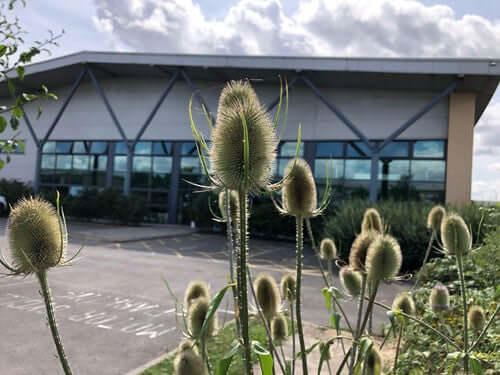 Teasel: Embracing This Wildflower in Your Garden - Haith's UK