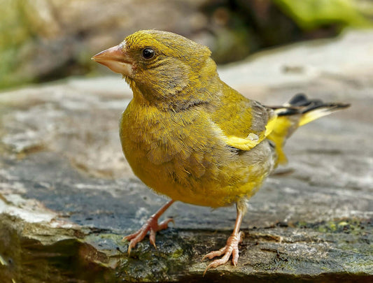 Greenfinch on a wooden log