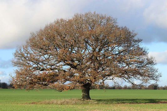 The importance of trees - Haith's