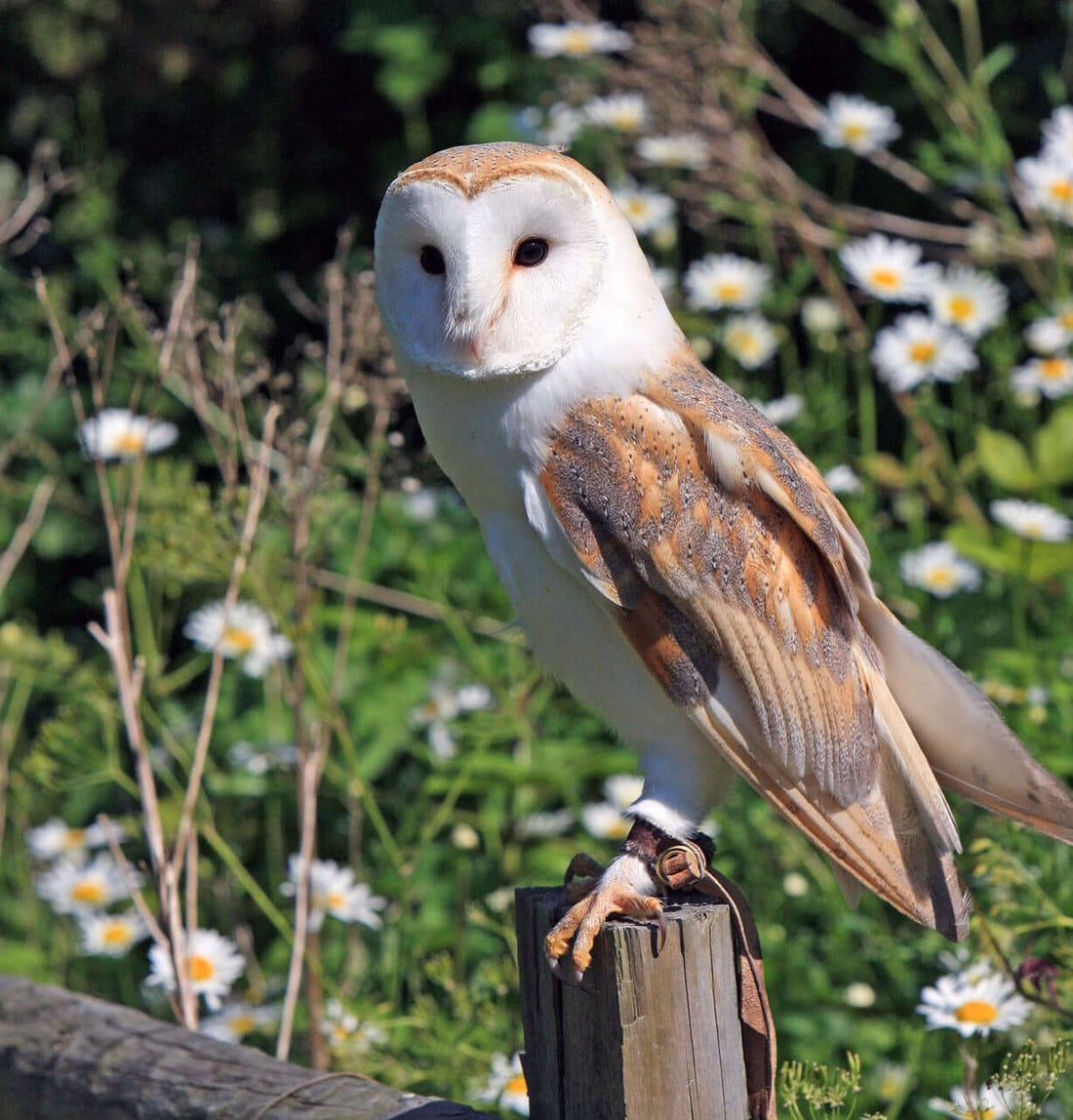 The Mystical Melodies of  Birds That Sing at Night - Haith's