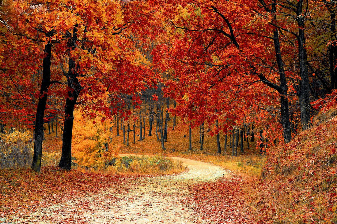 The Natural World: Autumnal Facts - Haith's