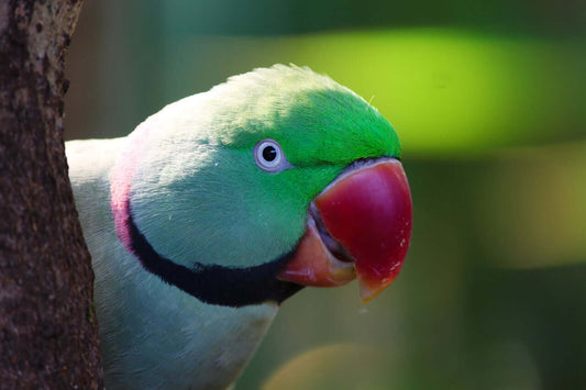 The Unique Charm of Ringneck Parakeets will eat seeds, fruit