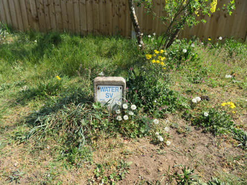 Weeds many suitable for feeding wild birds on roadside.