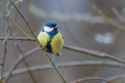 Beware: Seven Common Foods That Are Harmful to Birds