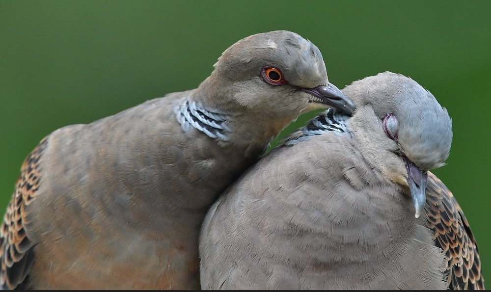 Turtle Doves: Symbols of Love and Peace - Haith's