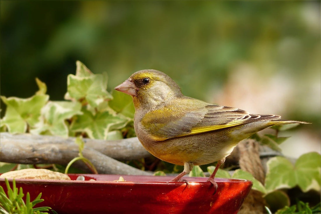 Waste Not, Want Not: Sustainable Bird Feeding Practices - Haith's