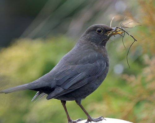 Welcoming the Next Generation: Encouraging Young Birdwatchers - Haith's