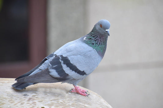What Can Pigeons Teach Us About Medical Image Perception? - Haith's UK