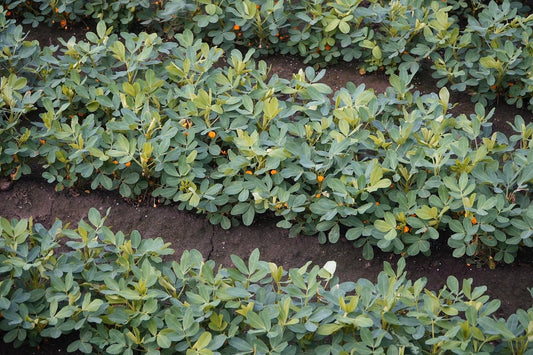 Where and How Popular Cage & Aviary Bird Seeds Are Grown - Haith's UK