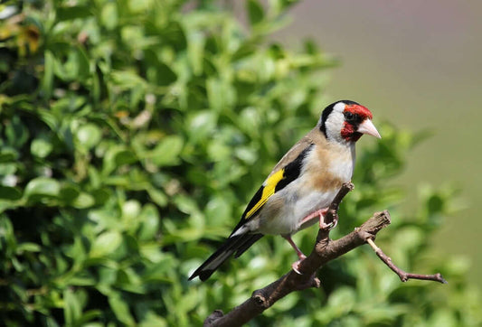 Which birds like niger (nyjer) seeds? - Haith's