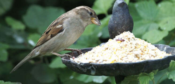 Which kind of bird food attracts the most garden birds? - Haith's