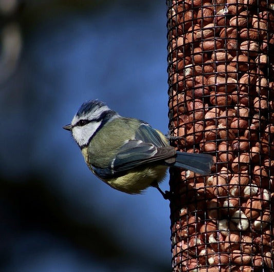 Why Are Peanuts So Popular for Wild Birds? - Haith's