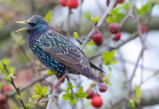 Why Berries Are Good for Wild Birds in Winter - Haith's UK