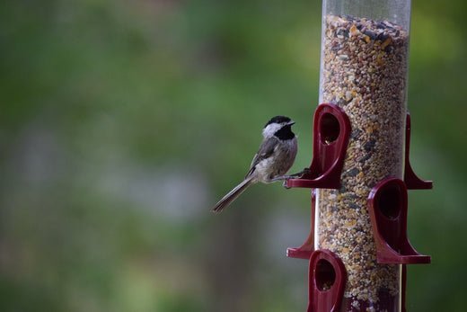 Why Cleaning Bird Feeders is Non-Negotiable - Haith's