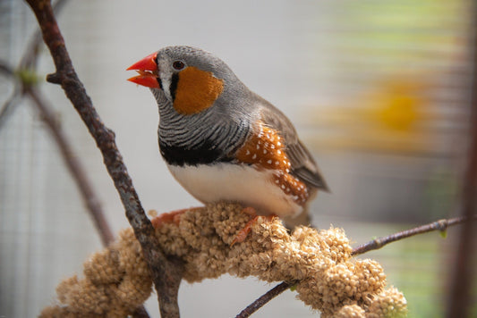 Why Do Caged Birds Need Millet? - Haith's UK