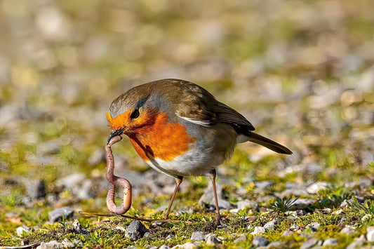Why Insects Are Important to Wild Birds - Haith's UK
