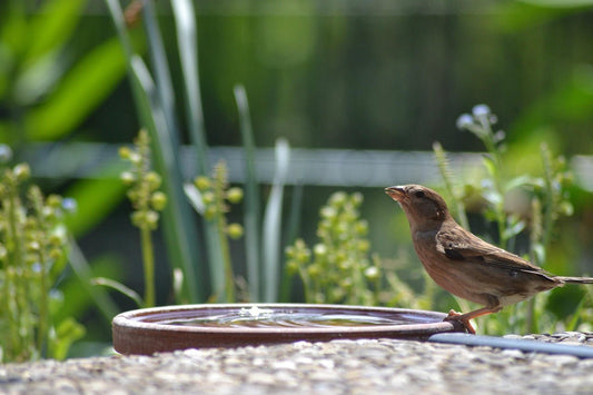 Why Water is a Lifeline for Garden Birds in Summer - Haith's UK