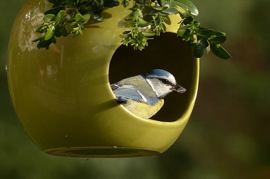 Why We Will Never Stop Supporting Our Garden Birds - Haith's