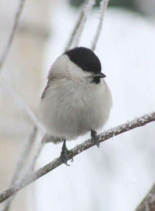 Willow Tit - Haith's