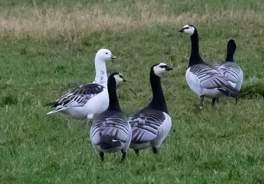 Wings Across the World: Celebrating World Migratory Bird Day - Haith's