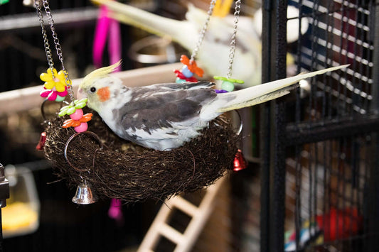 Winter Care: Keeping Your Feathered Friends Cosy  with this parakeet in his cage