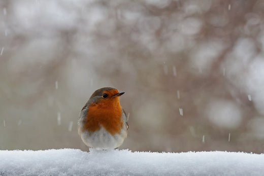 Winter’s Hero: Haith’s Suet Pellets for Birds - Haith's