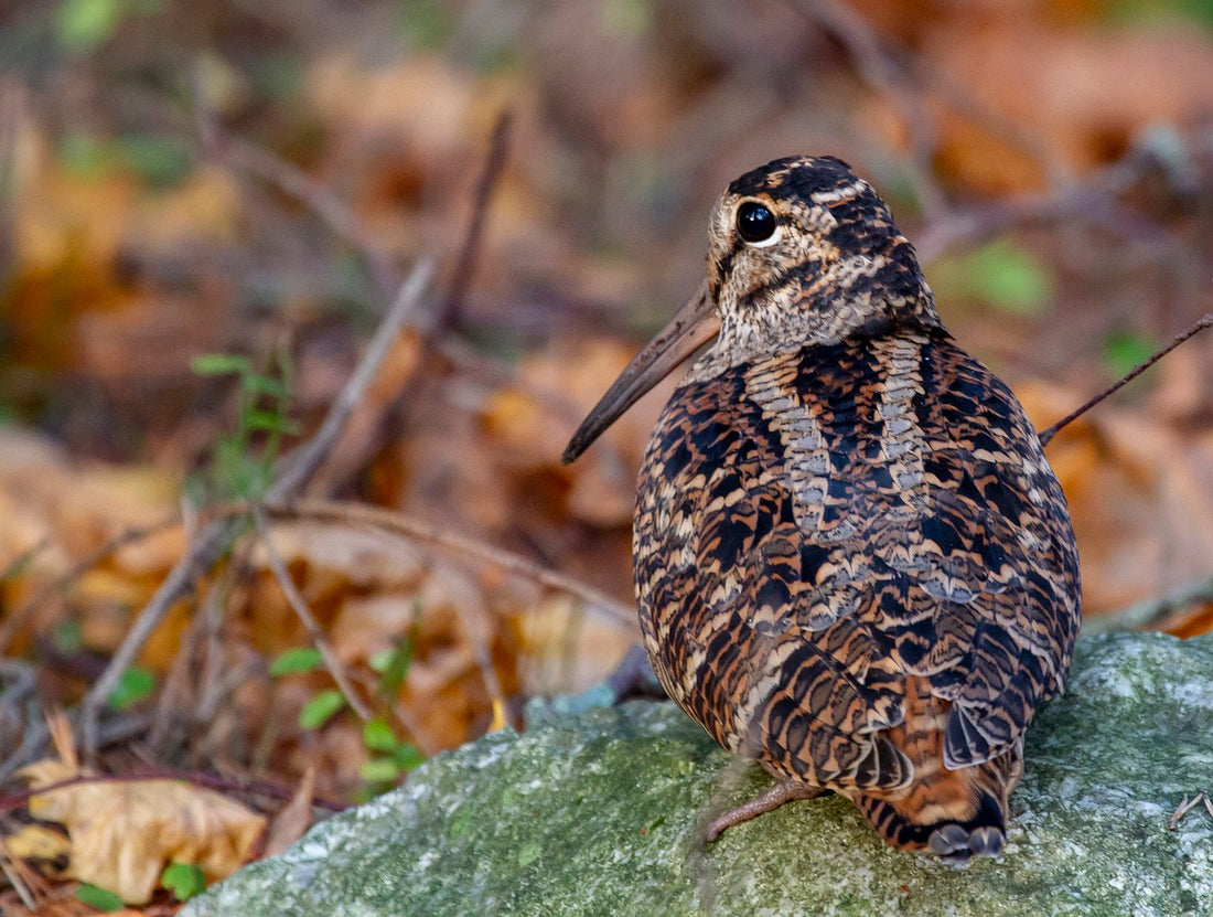 woodcock crouched on the ground